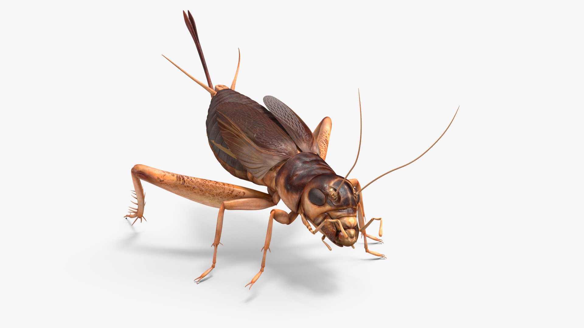 Gryllinae Rigged for Cinema 4D 3D https://p.turbosquid.com/ts-thumb/Cg/SPyXaN/lJ/gryllinae_rigged_for_cinema_4d_002/jpg/1732697100/1920x1080/fit_q87/97e2af199b0755d6974f0f466e9c2d1163a648f4/gryllinae_rigged_for_cinema_4d_002.jpg