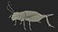 Gryllinae Rigged for Cinema 4D 3D