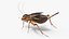 Gryllinae Rigged for Cinema 4D 3D