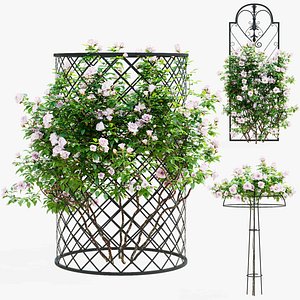 Climbing rose 3D model