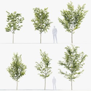Celtis australis European nettle tree