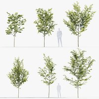Celtis australis European nettle tree