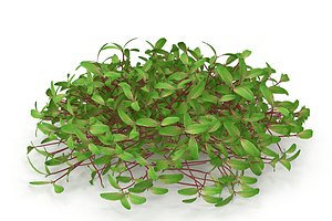 3D model beet bulls blood