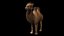 cartone animato cammello