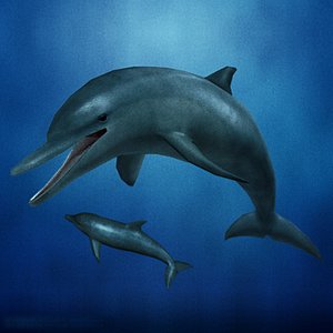 dolphin 01 3d max
