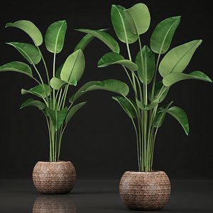exotic plants banana tree 3D model