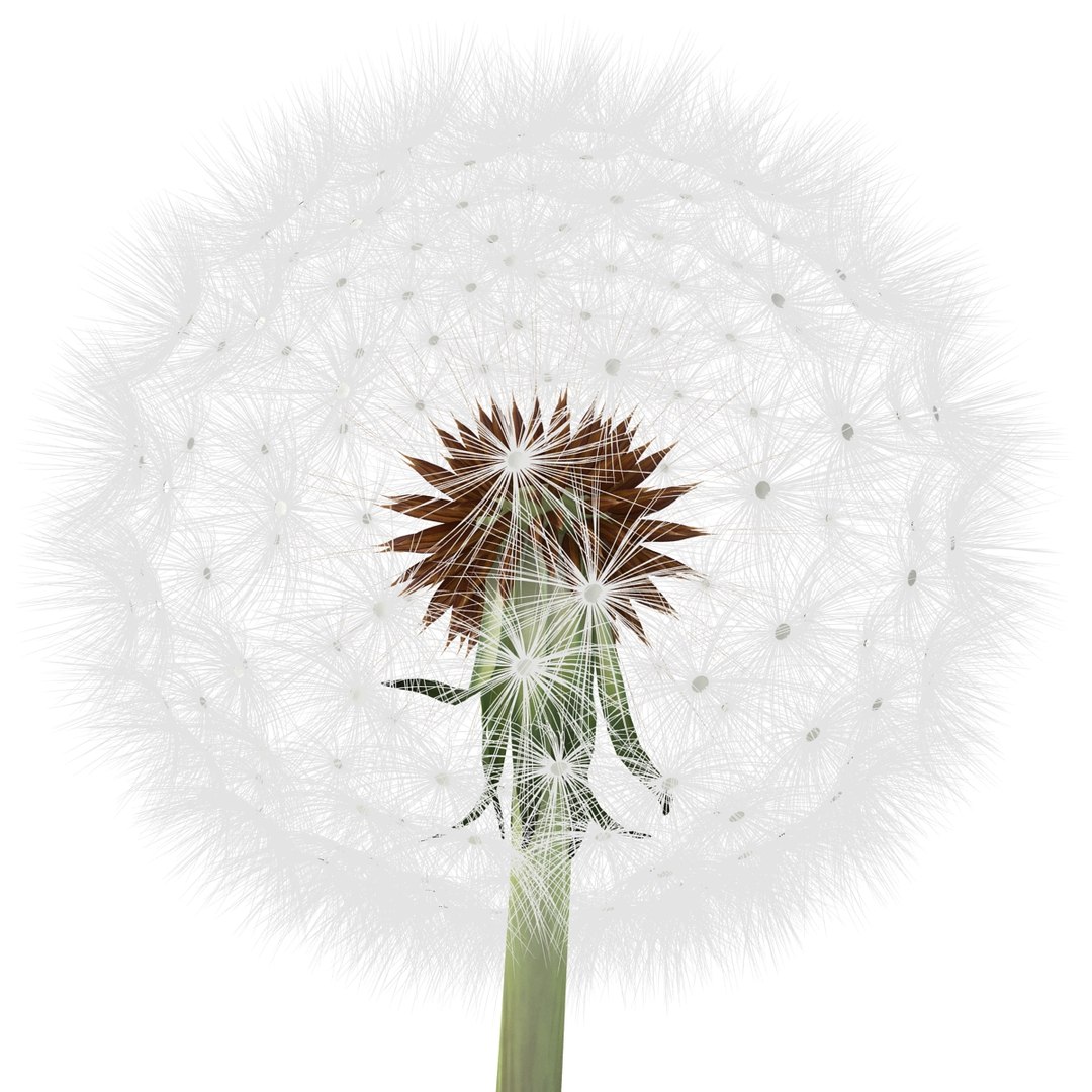 dandelion seed head plant max