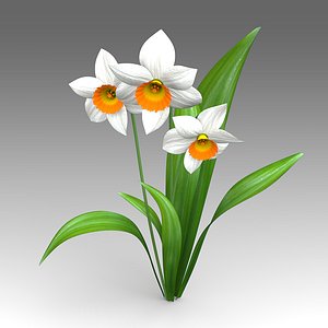 Narcissus flower