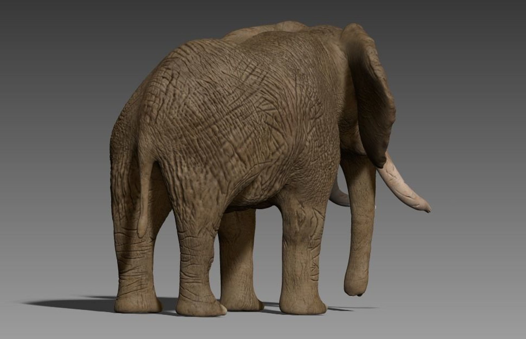 3D Model Rigged Elephant - TurboSquid 1474992