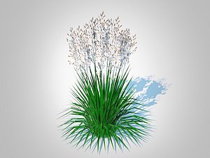 3D model Deschampsia cespitosa - Tufted Hair Grass