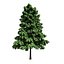 Forest - Medium Eucalyptus 85