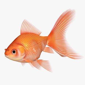 3D Goldfish Classic Veiltail 8K model