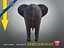 Elefante machoA T-pose