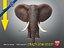 Elefante machoA T-pose