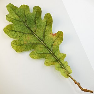 autumn leaf oak 3d c4d