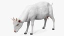 Domestic Goat Eating Pose Fur