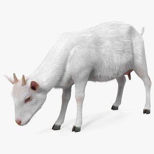 Domestic Goat Eating Pose Fur