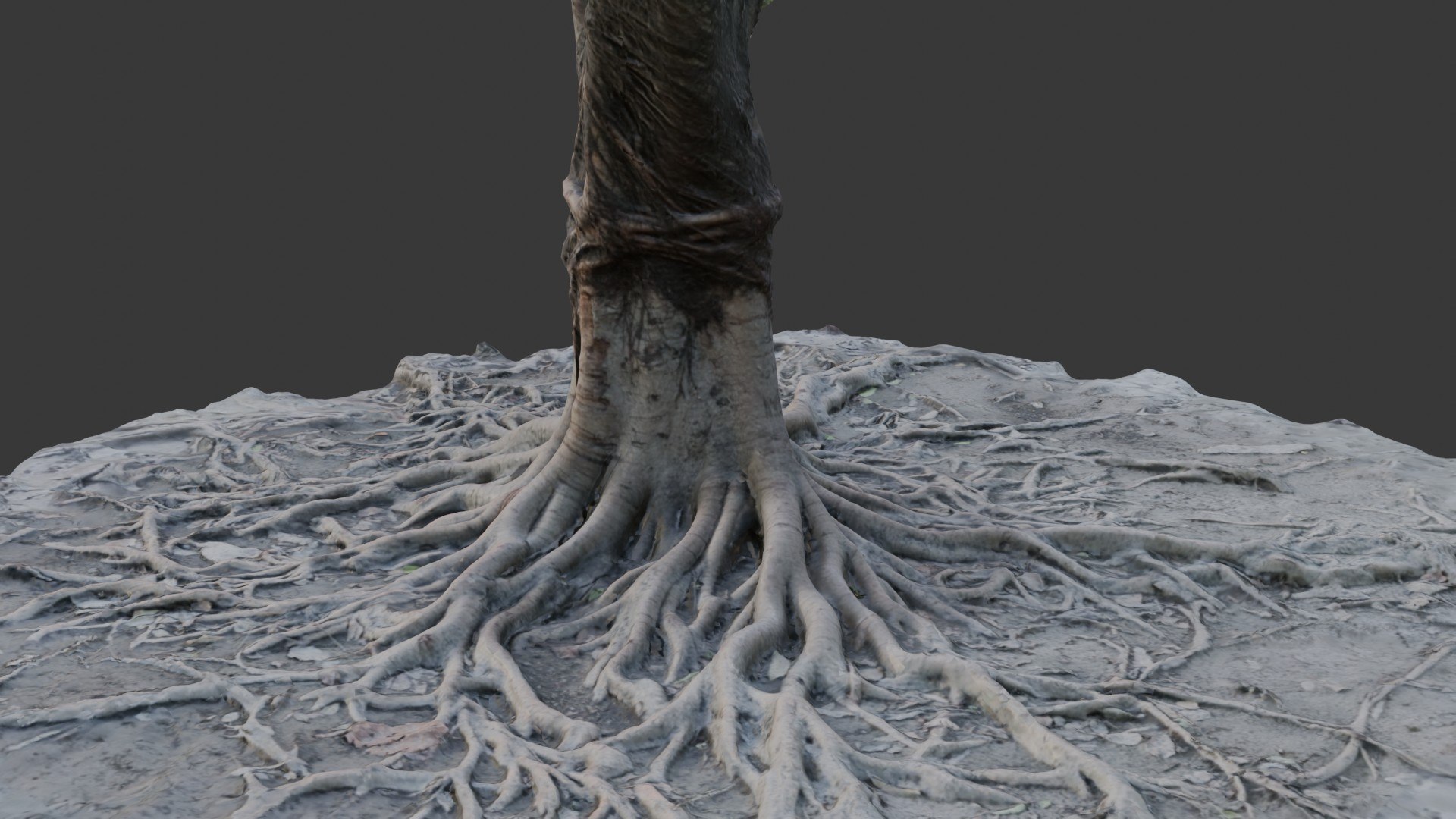 Tree Stumps With Extended Root 3D Model - TurboSquid 2395532
