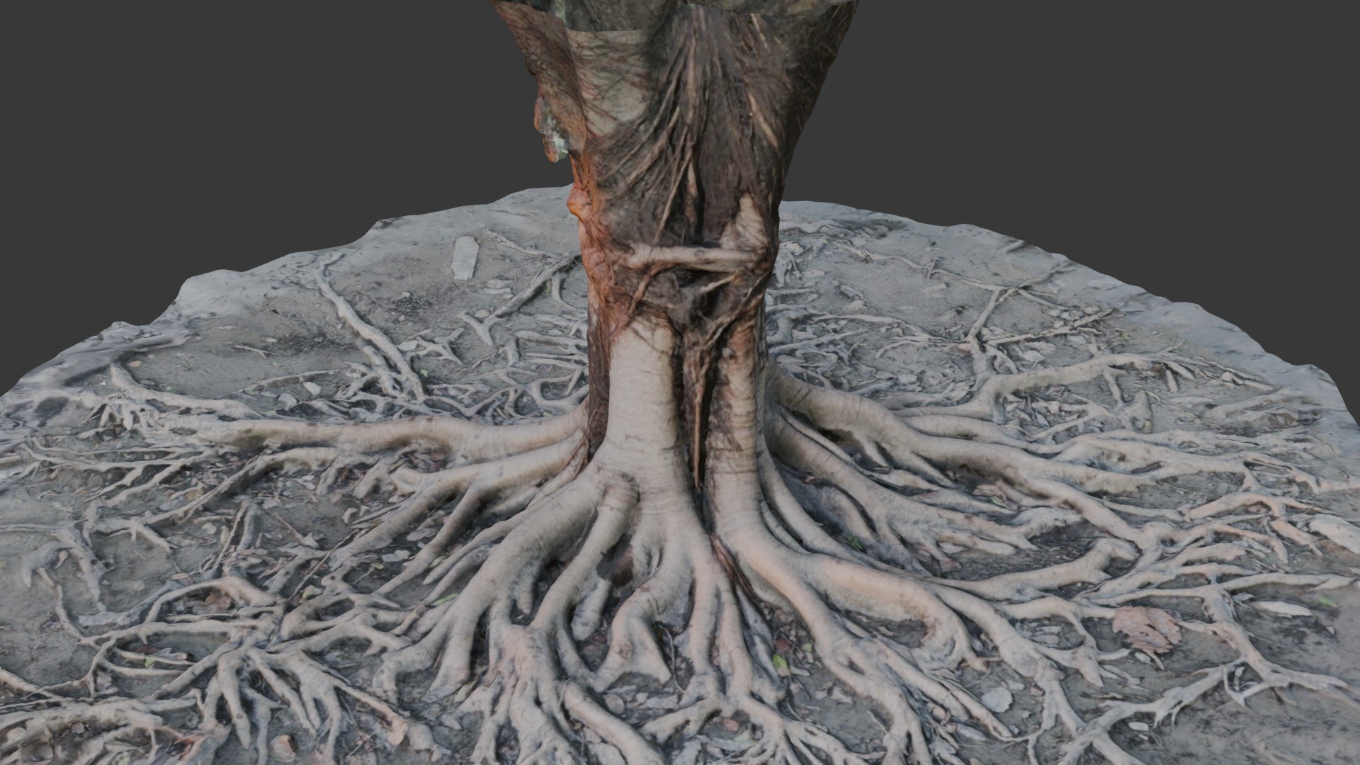 Tree Stumps With Extended Root 3D Model - TurboSquid 2395532