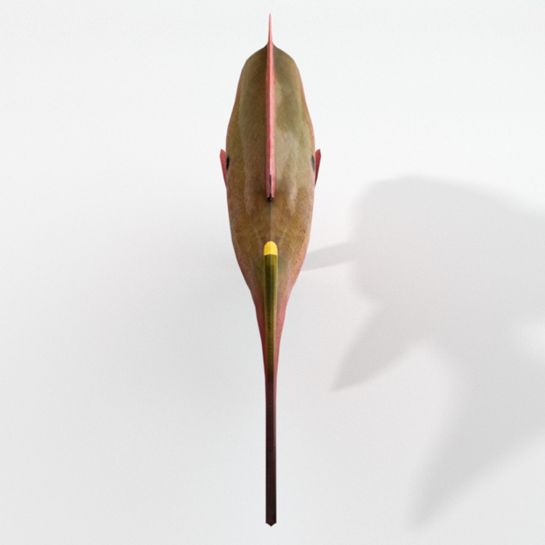 3D Snapper Fish Model - TurboSquid 1316812