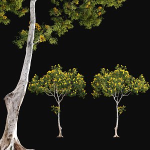 Cassia splendida - Golden Wonder Senna