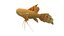 pantodon buchholzi fish toon model