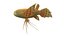pantodon buchholzi fish toon model