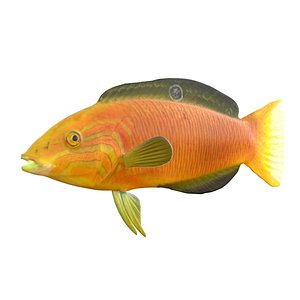 Canary Wrasse Fish 3D model