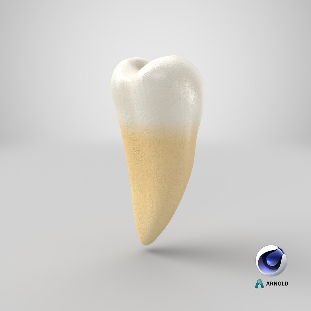 3D Realistic Upper Second Premolar Model - TurboSquid 1628077