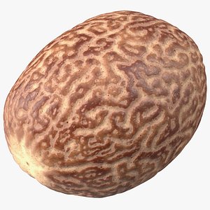 3D Shea Nut Peeled model