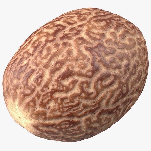 3d shea nut peeled model