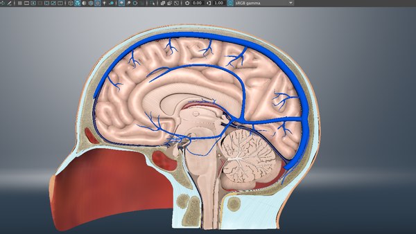 3D модель Brain Cut section - TurboSquid 1963874
