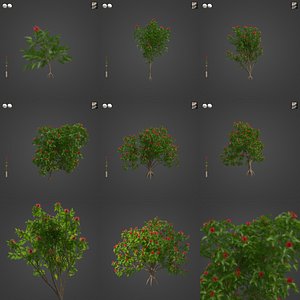 2021 PBR Red Silky Oak Collection - Grevillea Banksii