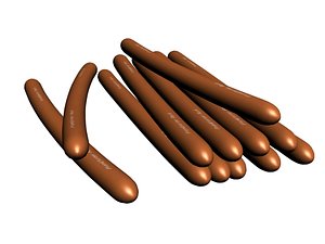 3D model hotdog