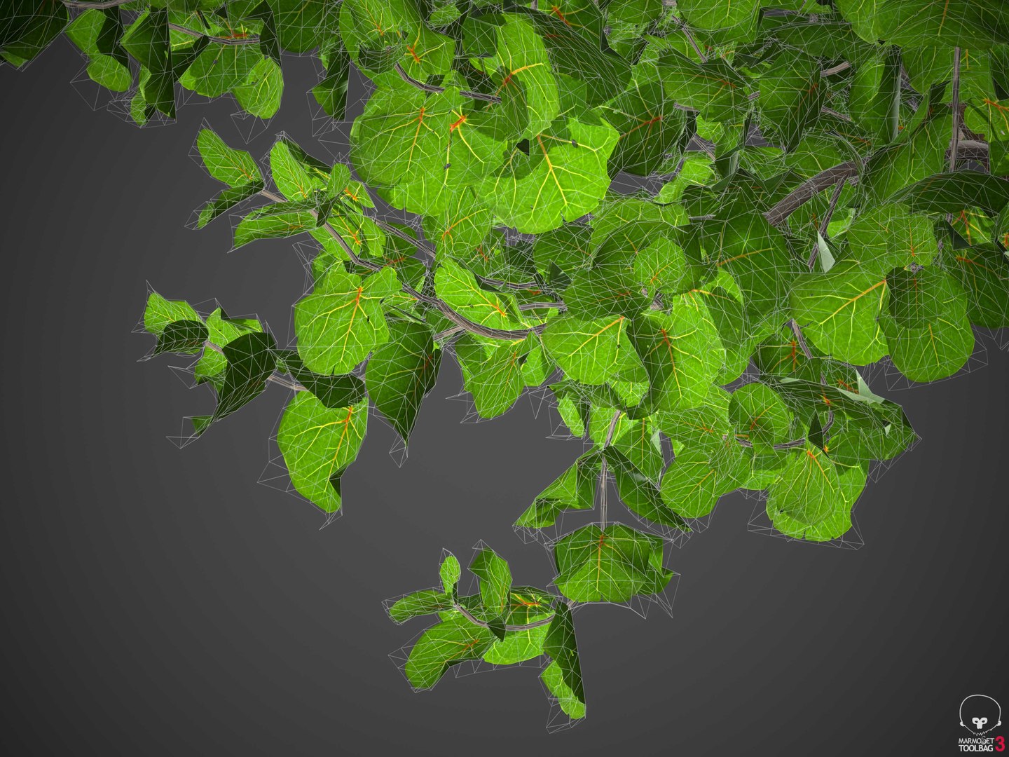 XfrogPlants Seagrape - Coccoloba Uvifera 3D model https://p.turbosquid.com/ts-thumb/Cj/1WzLou/Da/wireframe1/jpg/1620329700/1920x1080/fit_q87/29c3135d162575f3fe9d6e3db2efa32d08c92cb1/wireframe1.jpg