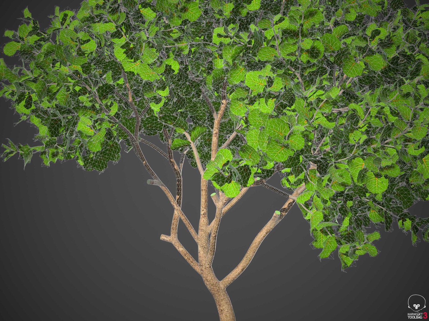 XfrogPlants Seagrape - Coccoloba Uvifera 3D model https://p.turbosquid.com/ts-thumb/Cj/1WzLou/Lf/wireframe2/jpg/1620329699/1920x1080/fit_q87/c35b23310f62b6799de62f14dee2d767a3822938/wireframe2.jpg