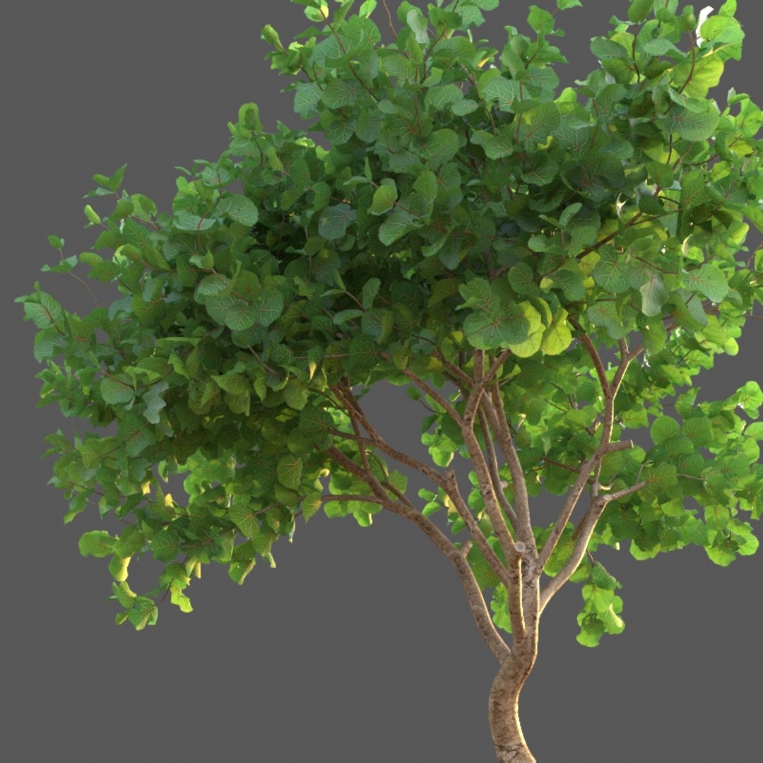 XfrogPlants Seagrape - Coccoloba Uvifera 3D model https://p.turbosquid.com/ts-thumb/Cj/1WzLou/Z2/coccoloba_3/jpg/1620329698/1920x1080/fit_q87/9628a0d75281f1da1b78e0e5a884c54d9fbf15c2/coccoloba_3.jpg