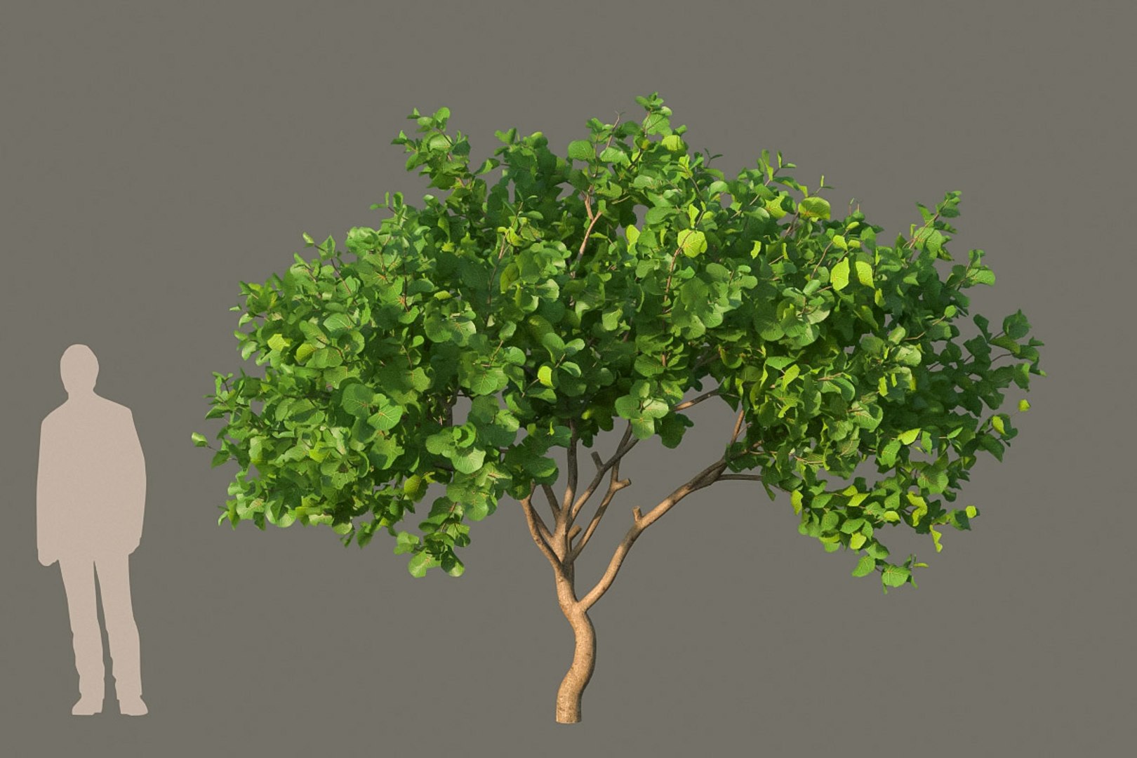 XfrogPlants Seagrape - Coccoloba Uvifera 3D model https://p.turbosquid.com/ts-thumb/Cj/1WzLou/p4/coccoloba_u01/jpg/1620329698/1920x1080/fit_q87/a862c3ab8682927a6976be630d05dfce643945a2/coccoloba_u01.jpg
