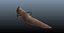 pterosaur