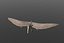 pterosaur