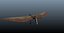 pterosaur