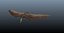 pterosaur