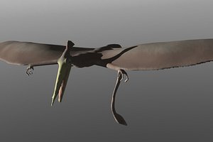pterosaur 3d model