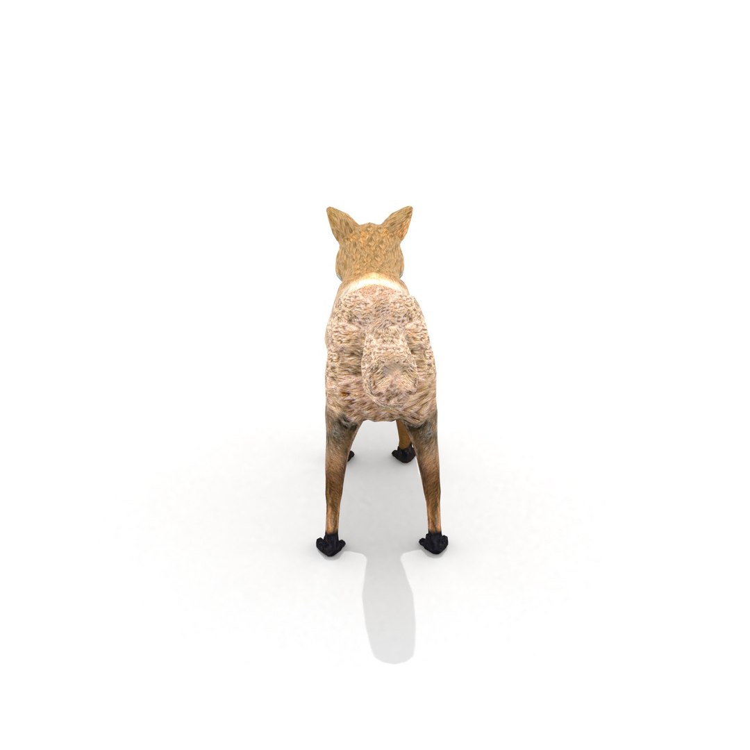 3D red fox model https://p.turbosquid.com/ts-thumb/Cj/7DJlxa/MsiZYaFK/redfox0006/jpg/1587235760/1920x1080/fit_q87/23fde0bc7119754dad1c209c2de2ae0c196c8944/redfox0006.jpg