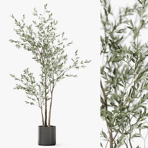 Plants collection 1186 3D model