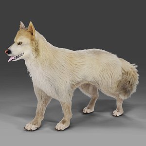 3D model Fur Gray Wolf Rigged V02 in Blender
