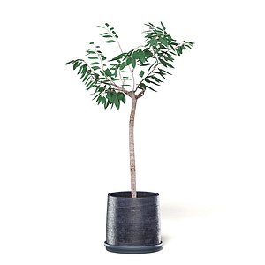 3D small tree black pot model