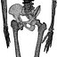 human skeleton 3d model