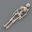 human skeleton 3d model