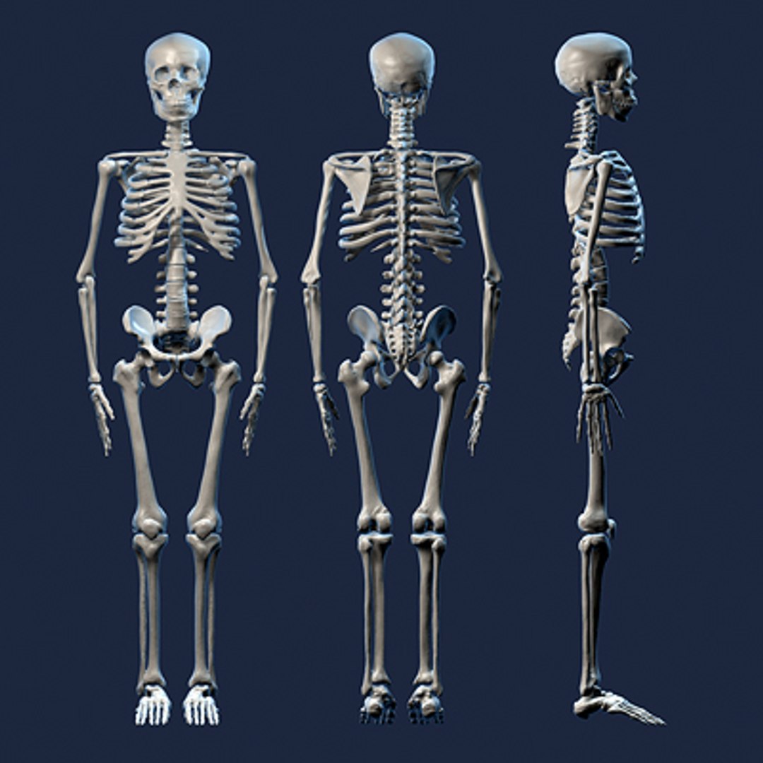 Human Skeleton 3d Model